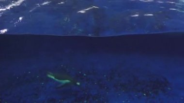 Gentoo penguenleri su altında yüzmek