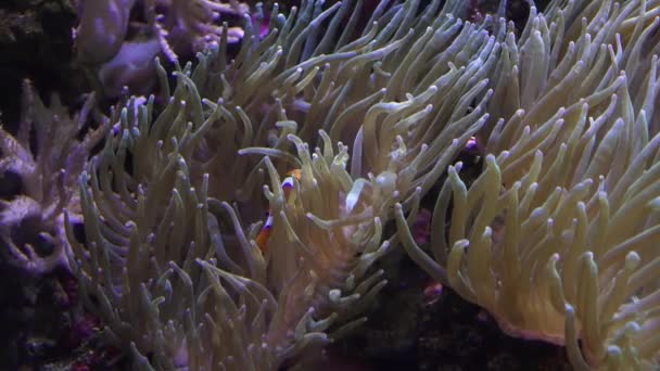 珊瑚海のサンゴ礁で泳ぐ熱帯カクレクマノミ — ストック動画
