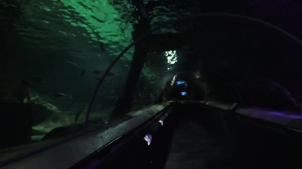 Underwater Sea Tunnel — Stockvideo