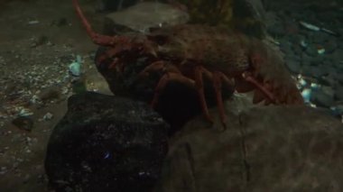 Japon spiny ıstakoz