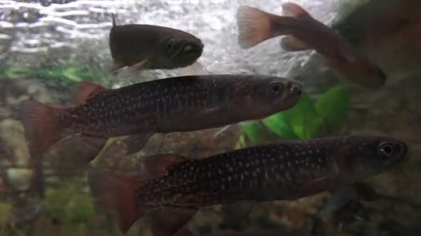 Рыбная порода в аквариуме — стоковое видео
