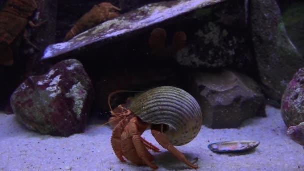 Hermit crab underwater — Stock Video