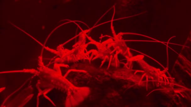 Pieuvre commune Animaux marins .