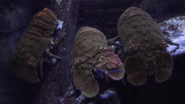 Средиземноморские омары — стоковое видео