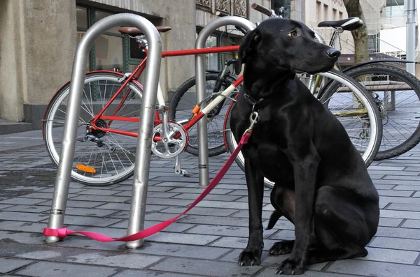 ブラック・ラブラドール検索犬 — ストック写真