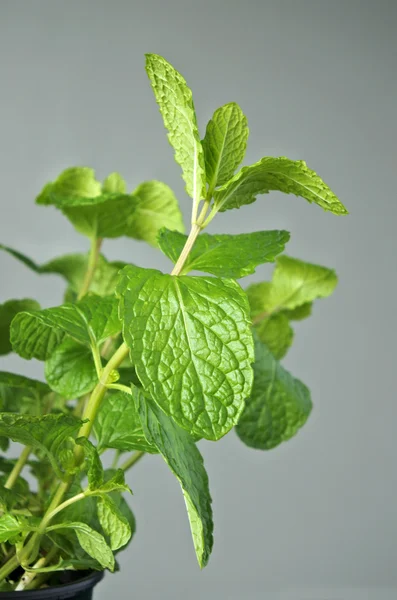 회색 벽 배경에 Mentha 植 공장 — 스톡 사진