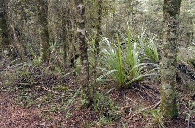 Yeşillik bir yağmur ormanlarında tongariro Ulusal Parkı'nda peyzaj