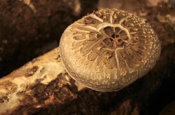 Edible mushroom grow outdoors — Stock Photo, Image