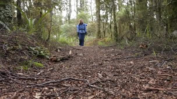 女性ハイカー カメラに向かって歩く ニュージーランドの北島のトンガリロ国立公園熱帯雨林でのハイキングします 旅行コンセプト コピー スペース — ストック動画