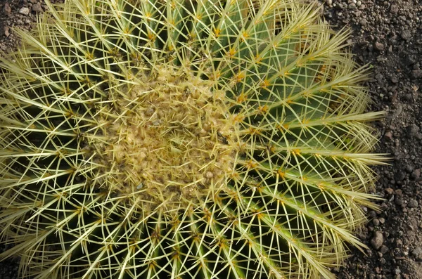 Flat lay view of golden barrel cactus — Stock Photo, Image