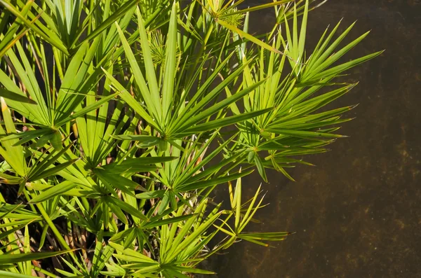 Cyperus involucratus 물 공장 — 스톡 사진