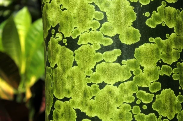 Detail der grünen Flecken am tropischen Baumstamm — Stockfoto