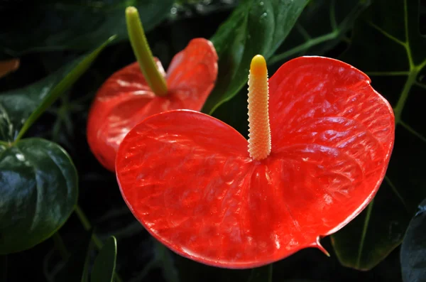 Zwei rote Anthurium blühende Pflanzen — Stockfoto