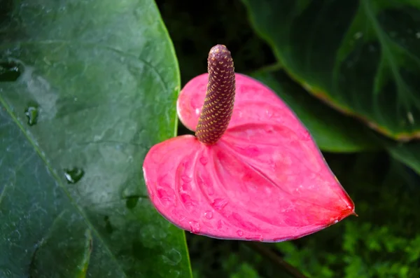 Jeden Burgundii Anthurium roślina kwitnąca — Zdjęcie stockowe