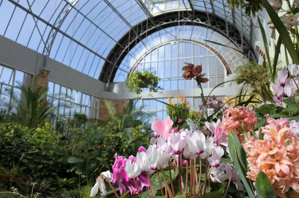 Fowers en invernadero — Foto de Stock