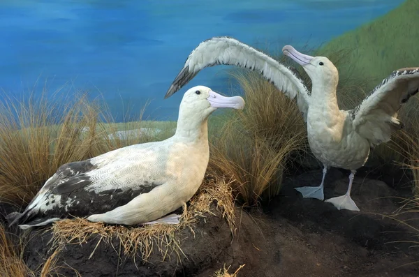 Casal de albatrozes de cauda curta — Fotografia de Stock