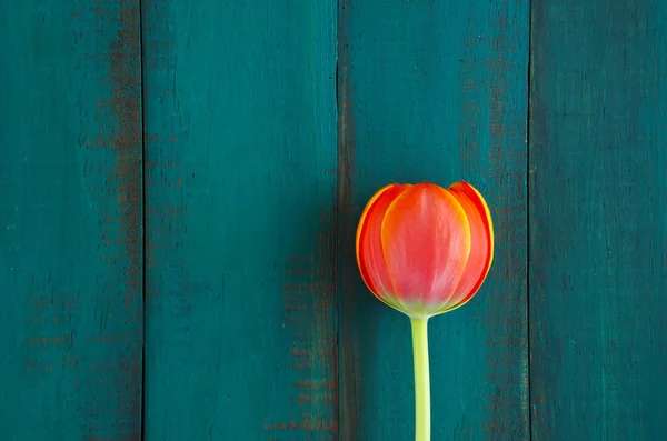 Tulip flower bakgrund — Stockfoto