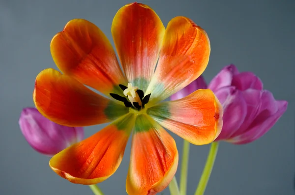 Bouquet de fleurs de tulipes fond — Photo