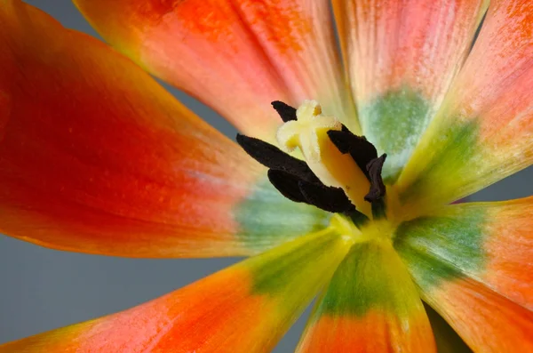 Bouquet de fleurs de tulipes fond — Photo