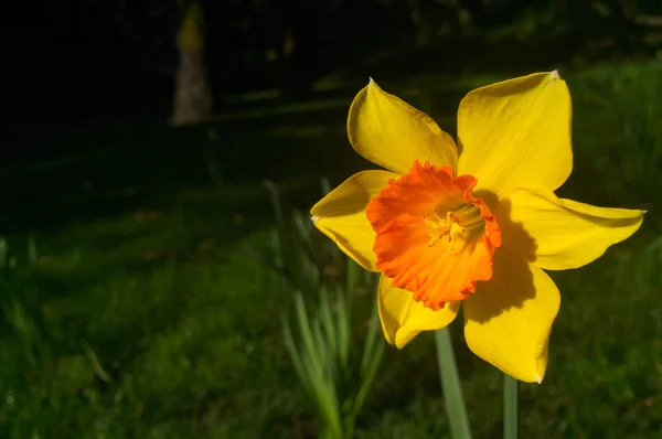 Sárga nárcisz, nárcisz virág virág a parkban — Stock Fotó