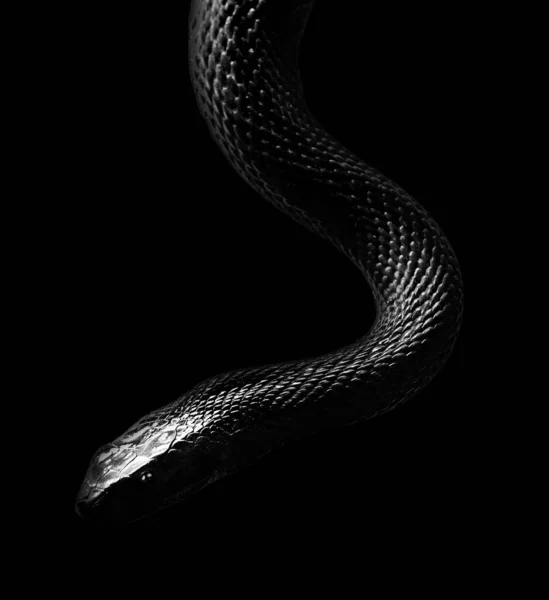 Una Serpiente Taipan Interior Aislada Sobre Fondo Negro —  Fotos de Stock