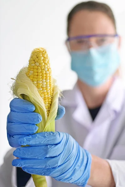 Жінка Вчена Тримає Генетично Модифіковану Кукурудзу Лабораторії — стокове фото