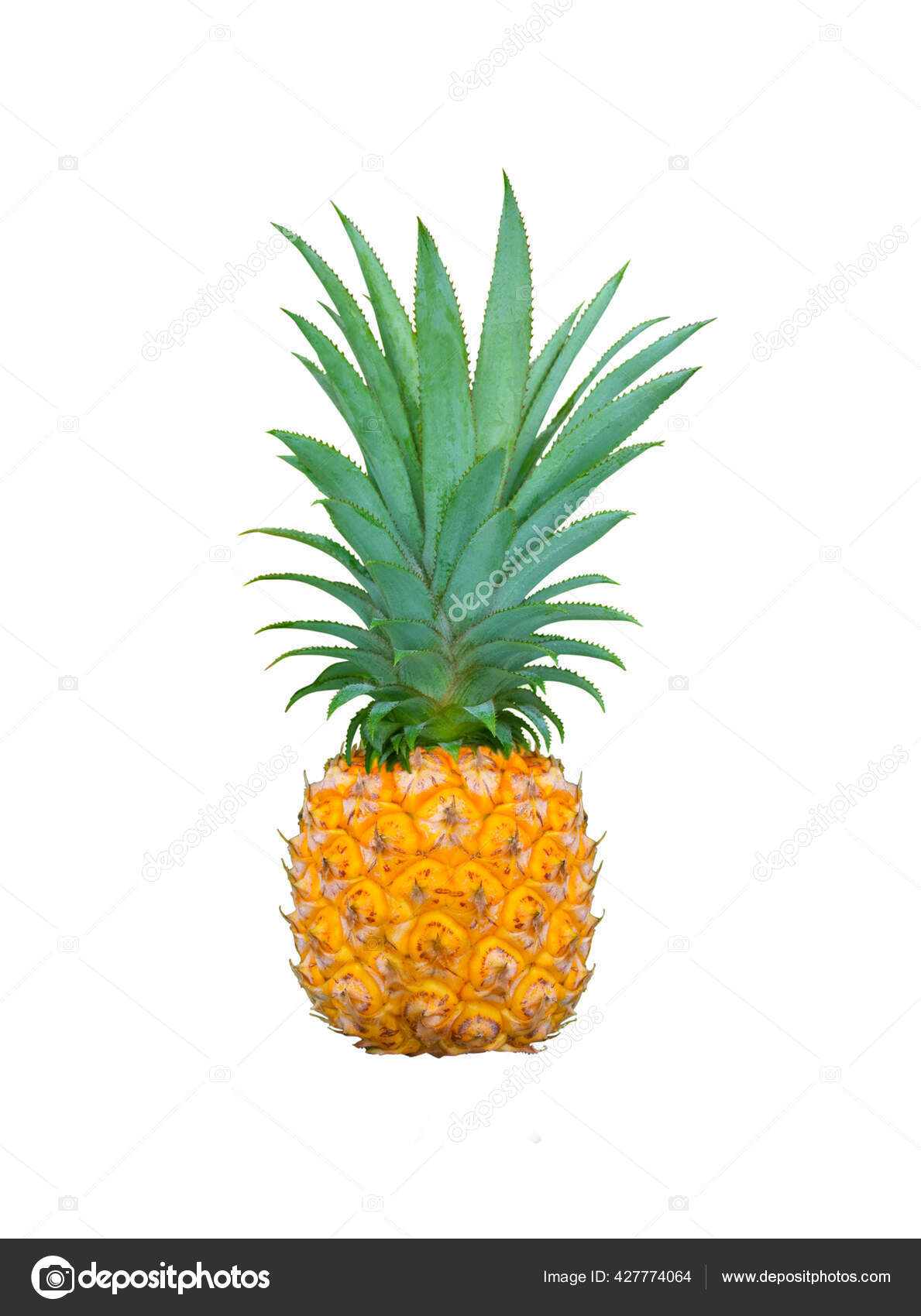 Abacaxi Grande Ananas Comosus Isolado Sobre Fundo Branco — Foto ©  lucidwaters #427774064, image size:1189x1700