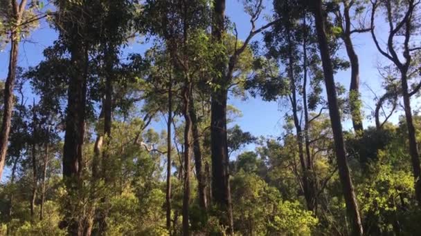 パース ヒルズの森林景観 Western Australia — ストック動画