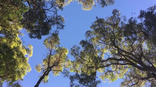 Vista Bajo Ángulo Del Dosel Forestal Perth Hills Australia Occidental — Vídeo de stock