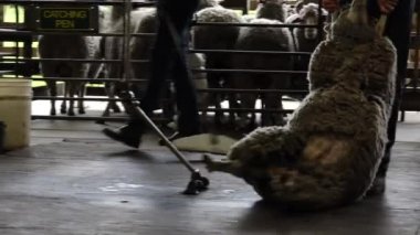 PERTH, WA - 12 Ocak 2021: Avustralyalı koyun kırbaçlayıcı koyun çiftliği. Avustralya 'nın yün endüstrisi en iyilerinden biridir. 2016-17 yıllarındaki ihracatın 4 milyar dolar civarında olduğu tahmin ediliyor.