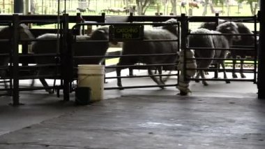 Koyun sürüsü koyun çiftliğinde koyun çiftliğinde ağılda 