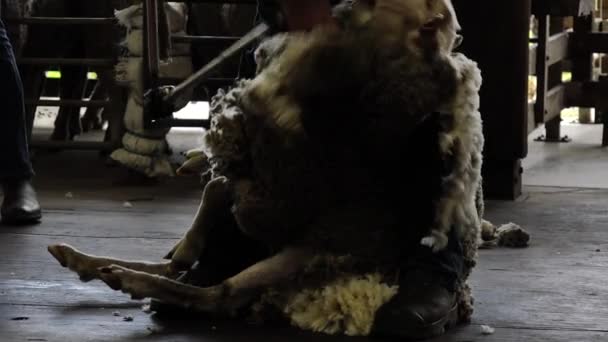 Perth Ιαν 2021 Αυστραλιανή Πρόβατα Κουρέας Προβάτων Κουρεύει Μια Φάρμα — Αρχείο Βίντεο