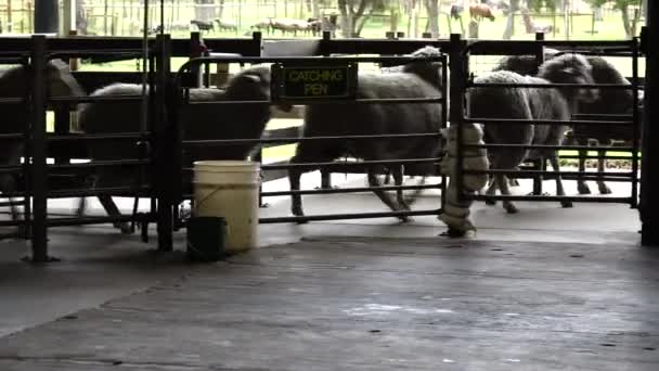 Rebanho Ovelhas Dentro Uma Fazenda Ovelhas Pegando Caneta Uma Fazenda — Vídeo de Stock