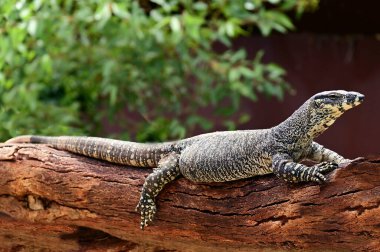 Ağaç kütüğündeki en büyük monitör kertenkelesi ya da Avustralya 'ya özgü bir kertenkele ve Komodo ejderhası, Asya su monitörü ve timsah gözlemcisinden sonra dünyanın en büyük dördüncü kertenkelesi..