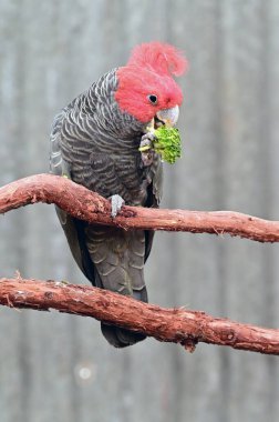 Çete Çetesi Kakadusu (Callocephalon fimbriatum) yeşil sebze yiyor.