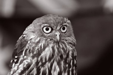 Bir havlayan baykuş portresi (Ninox connivens), Avustralya 'da ve Yeni Gine ve Molucca' nın bazı bölgelerinde yaşayan bir gece kuşu türüdür..