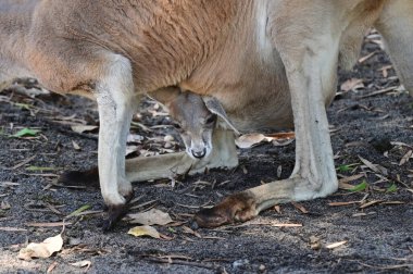 Batı gri kangurusu (Macropus fuliginosus) Joey in a mother bag close up.