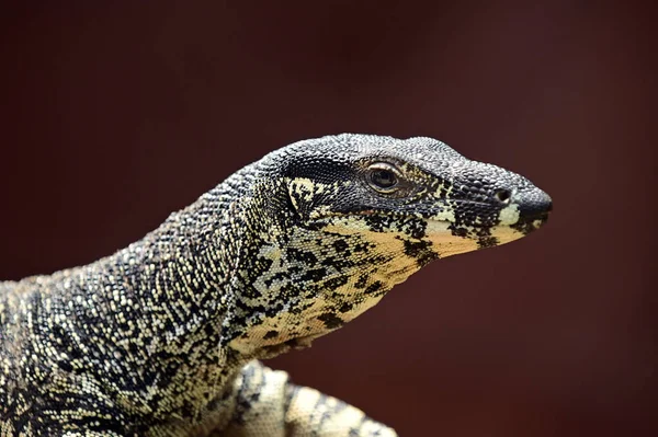 Portret Perentie Była Ulubiona Potrawa Wśród Pustynnych Plemion Aborygenów Tłuszcz — Zdjęcie stockowe