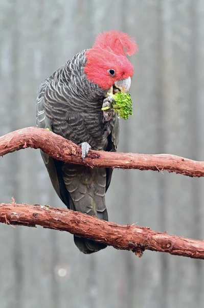 Gang Gang Cockatoo Callocephalon Fimbriatum Jíst Zeleninu — Stock fotografie