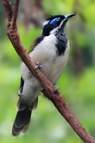 Blaugesichtiger Honigfresser Vogel Voller Länge Sitzt Auf Einem Ast Und — Stockfoto