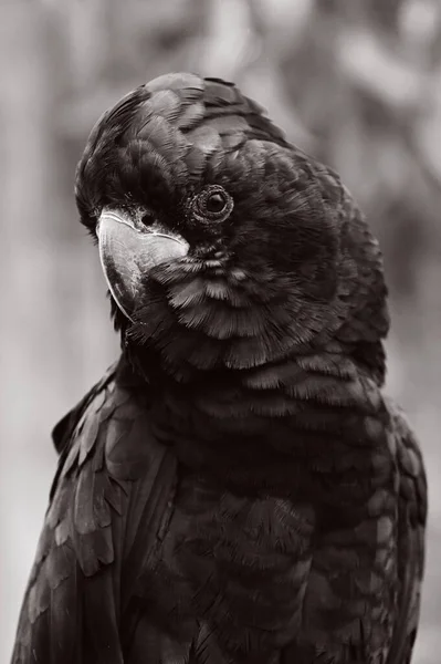 Gran Retrato Cacatúa Negra Cola Roja — Foto de Stock