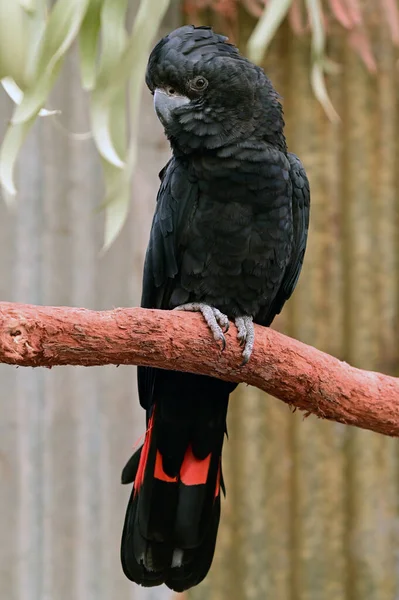 Grande Cacatua Nero Dalla Coda Rossa Maschio Calyptorhynchus Banksii Nativo — Foto Stock