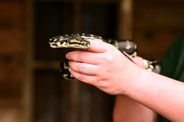 Mãos Pessoa Segurando Uma Cobra Diamond Python Morelia Spilota — Fotografia de Stock