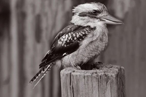 Kookaburra Australian Terrestrial Tree Kingfisher Native Bird Australia New Guinea — Stock Photo, Image