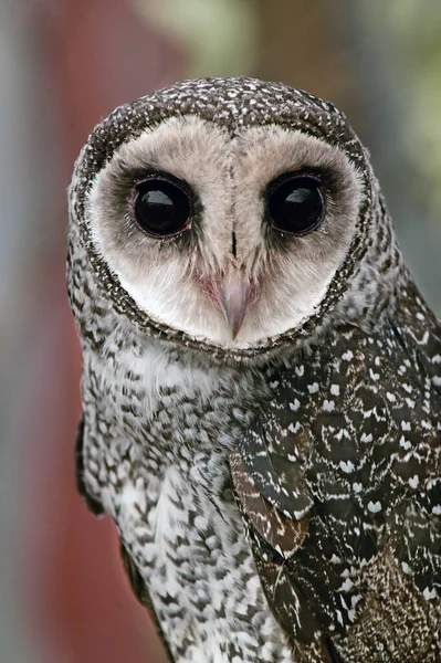 Lesser Sooty Owl Tyto Multipunctata Portrait Australian Bird Prey Lives — Stock Photo, Image