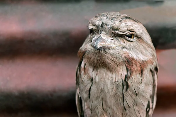 Tawny Frogmouth Podargus Strigoides Retrato Pájaro Mirando Lejos Cámara — Foto de Stock