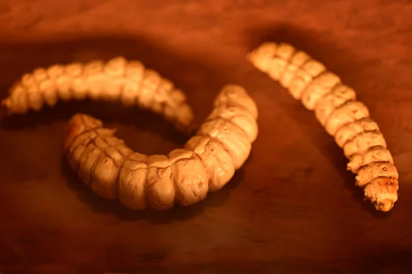 Witchetty Larvaları Endoxyla Leucomochla Kurtçuk Çölün Önemli Böcek Yiyeceğidir Aborjin — Stok fotoğraf