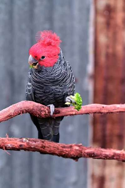 Gang Gang Cockatoo Callocephalon Fimbriatum Eating Green Vegetable — Stock Photo, Image