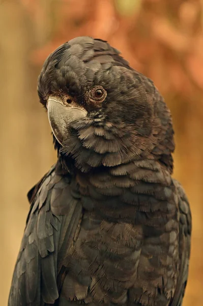 Büyük Kırmızı Kuyruklu Siyah Kakadu Portresi — Stok fotoğraf