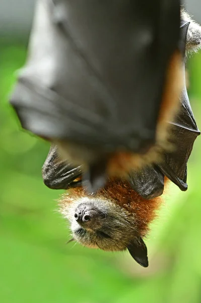 Black Flying Fox Fruit Bat Pteropus Alecto Sleeping Upside Tree — Stock Photo, Image